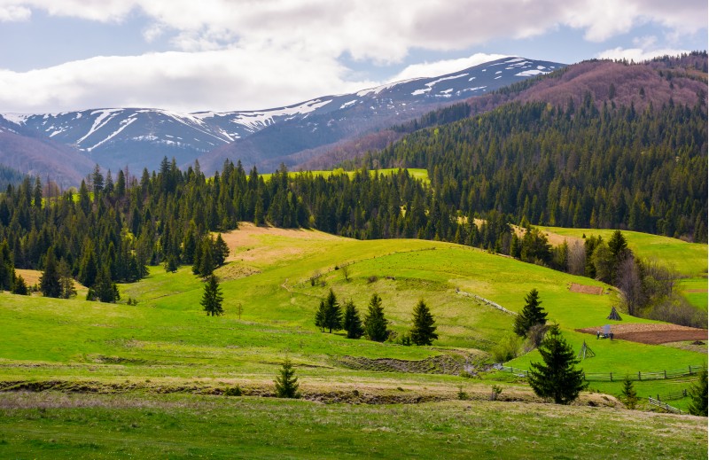 spruce trees on grassy slopes in mountainous area. gorgeous landscape of Carpathian mountains in springtime