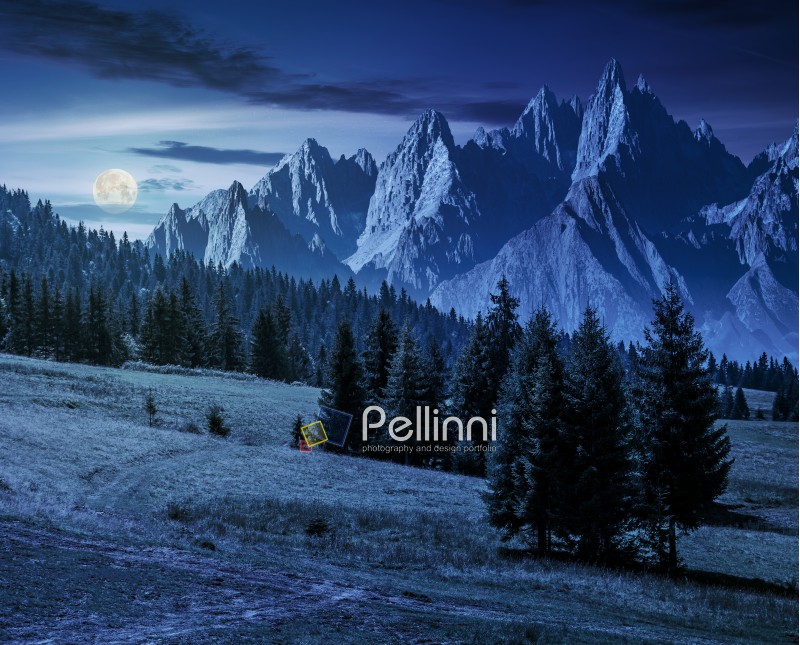 spruce trees on grassy hillside in mountains with rocky peaks at night in full moon light. beautiful composite summer landscape.