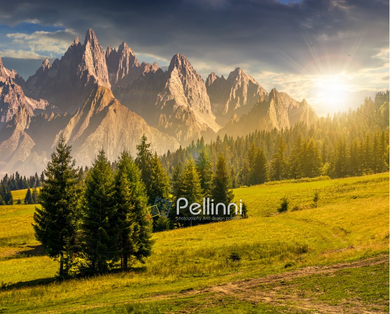 spruce trees on grassy hillside in mountains with rocky peaks at sunset. beautiful composite summer landscape.