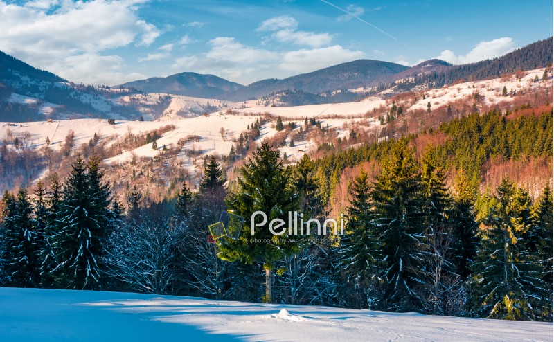 spruce trees on snowy rural hillside in mountains. beautiful winter countryside scenery on a bright sunny day