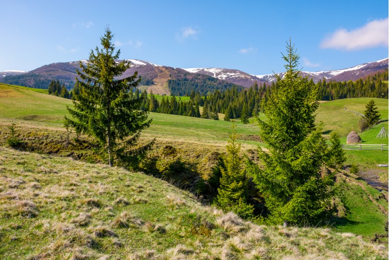 spruce trees on the meadow in mountains. beautiful countryside with snowy tops of mountains in the distance