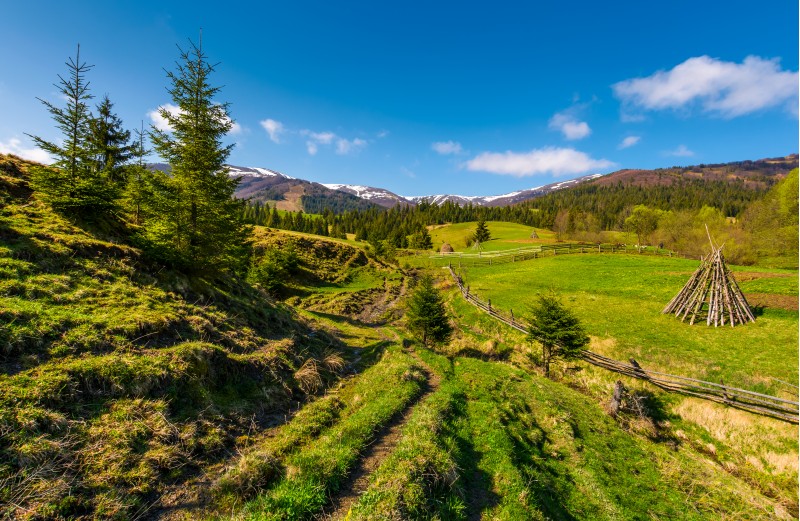 spruce trees over the grassy slope. beautiful springtime landscape of rural area. wooden fence around the agricultural field. mountain ridge with snowy tops in the distance