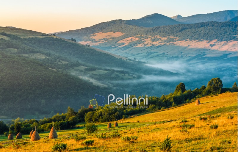agricultural field on a hillside with haystacks on a green grassy meadow. beautiful summer morning in foggy mountains. Carpathian rural area.