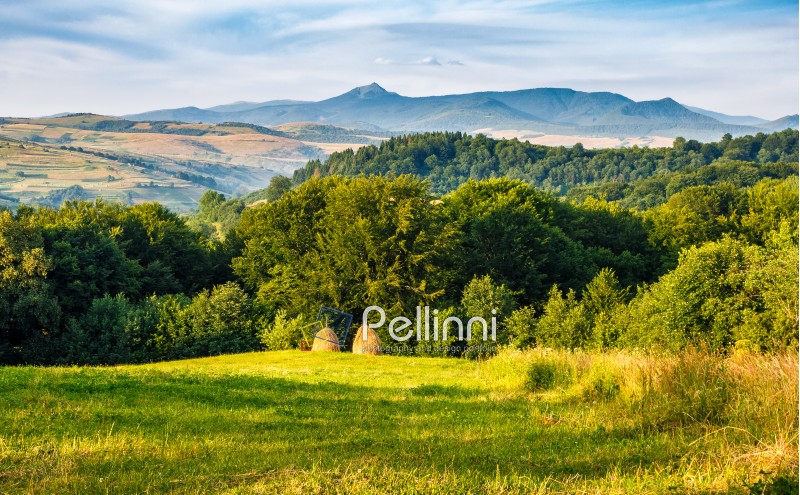 agricultural field on a hillside with haystacks on a green grassy meadow. beautiful summer morning in mountains. Carpathian rural area.