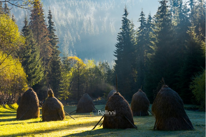 steaming haystack in the forest at sunrise. rare rural background