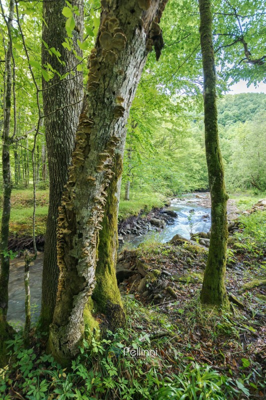 stream in the beech forest. green natural scenery. overcast day