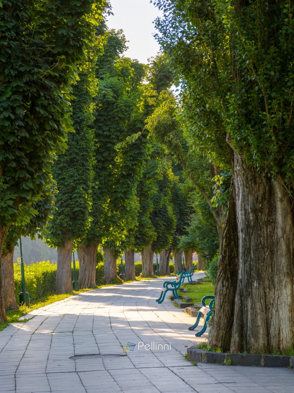 street with lush trees in summer. urban landscape of transcarpathia capital on a sunny morning. green grass and bushes near paved walkway. empty outdoor scene of a beautiful shady avenue
