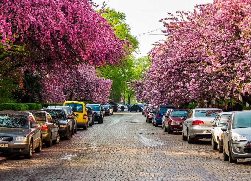 Uzhgorod, Ukraine - April 13, 2016: streets of Uzhgorod in cherry blossom. beautiful springtime background on sunny morning