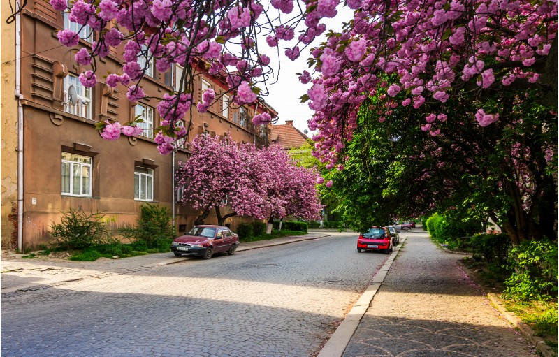 Uzhgorod, Ukraine - April 26, 2015: streets of Uzhgorod in cherry blossom. beautiful springtime background on sunny morning