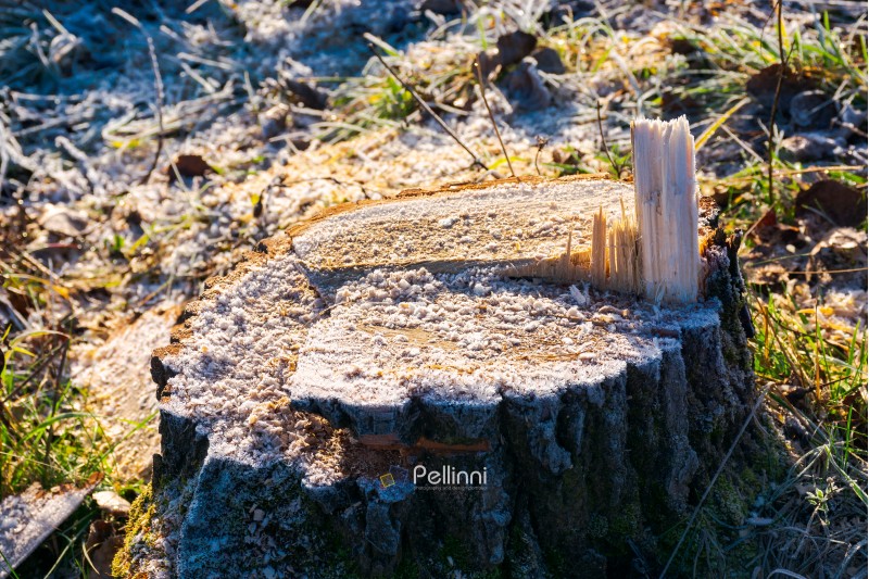 stump of fresh cutted tree with wood chips and hoar frost