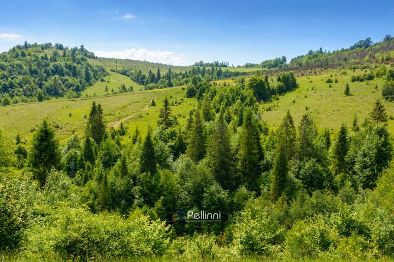 summer landscape with forest on the hill. scenic view of highlands of ukraine. natural environment of transcarpathia with trees in green foliage. scenery on a sunny day under clear blue sky