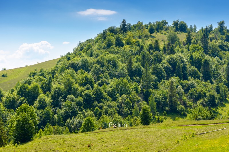 summer landscape with forest on the hill. scenic view of highlands of ukraine. flora and vegetation in countryside of volovets district. scenery on a sunny day under clear blue sky