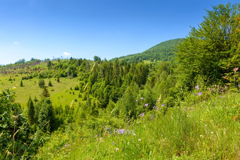 summer landscape with forest on the hill. scenic view of highlands of ukraine. outdoor adventure near watershed ridge of carpathians. scenery on a sunny day under clear blue sky