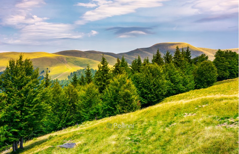 summer landscape with forested hills. beautiful scenery of Svydovets mountain ridge, Ukraine