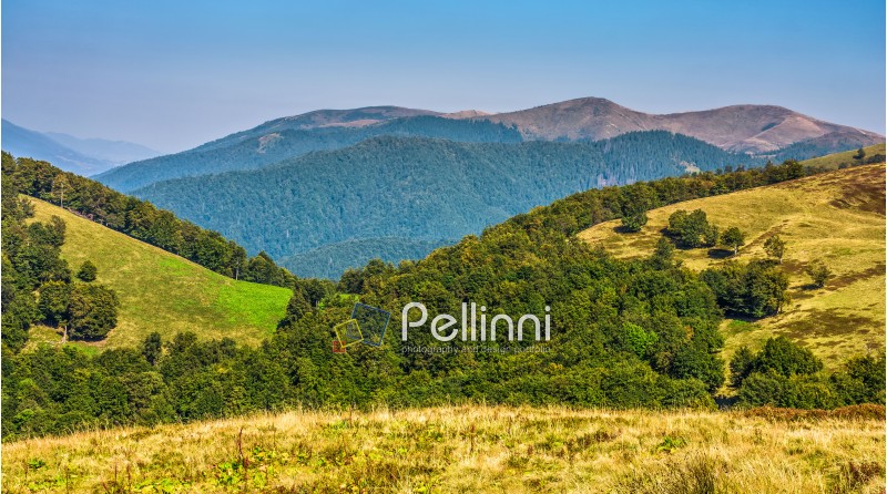 summer mountain landscape. green meadow near the forest on the hillside in Carpathians