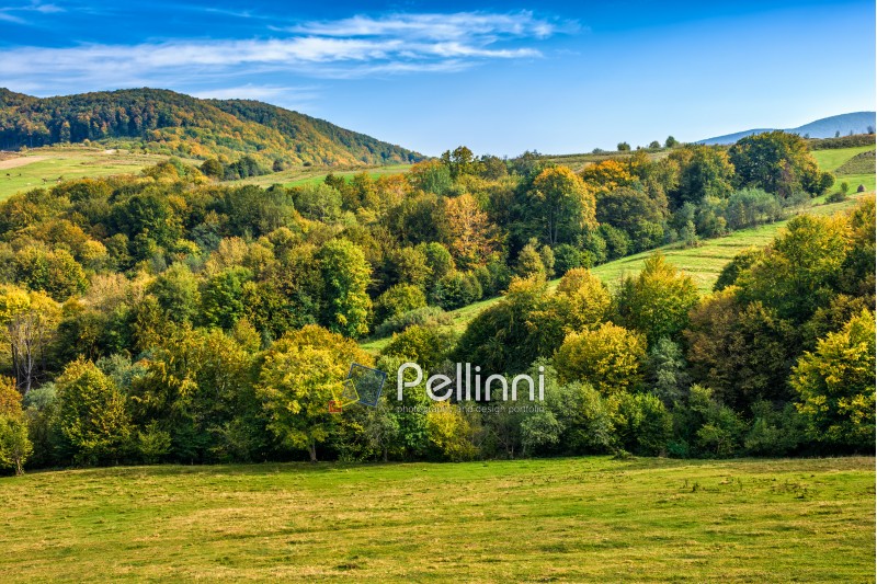 early autumn mountain landscape. green meadow near the forest on the hillside in Carpathians
