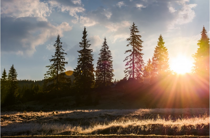 sunburst through spruce forest. beautiful nature scenery of mountainous area in Apuseni natural park at sunrise