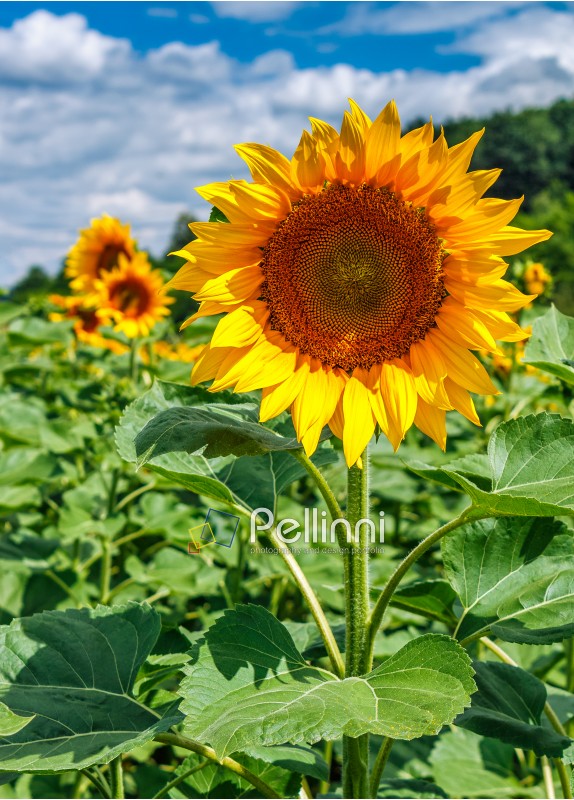 sunflower closeup. agricultural field under the blue summer sky on the background;