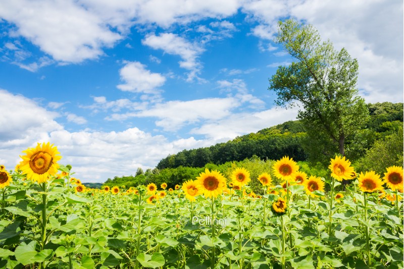 sunflower field in mountains. beautiful agricultural landscape in summertime
