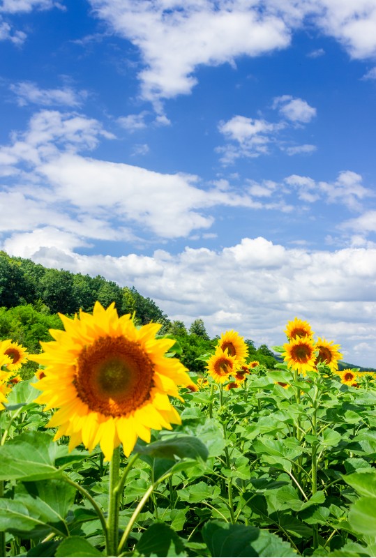 sunflower field in the mountains. lovely agricultural background. fine sunny weather with some clouds on a blue sky