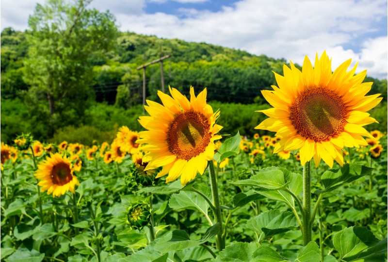 sunflower field in the mountains. lovely agricultural background. fine sunny weather with some clouds on a blue sky