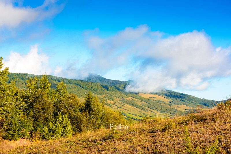 sunny autumn day in mountains. beautiful view of carpathian rural landscape of ukraine. forest and grassy meadow on the hillside. distant ridge in the beneath a blue sky with clouds