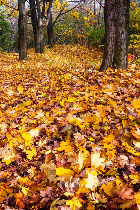 sunny scene with park trees in autumn leaves. scenic urban landscape of uzhhorod with ground covered in colorful foliage. beautiful season change background. wonderful atmosphere in warm morning light