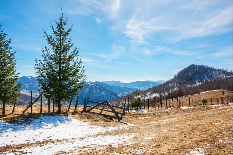 sunny springtime weather in mountain. beautiful carpathian rural countryside. spruce trees near the wooden fence on the meadow with weathered grass with melting snow. snowy tops on the distant ridge