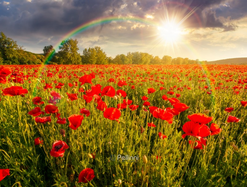sunset over field of red poppy flower. wide view. scenic nature background against the cloudy sky under the rainbow. blooming countryside landscape imagery for agriculture and farmland concept