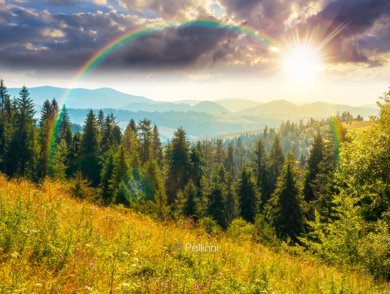 sunset over fir trees on a meadow down the will to coniferous fo sunset over fir trees on a meadow down the will to coniferous forest in sunny mountains of Ukraine. nature background of carpathian mountain landscape for summer tourism. weather with rainbow