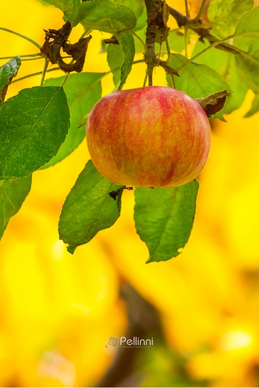 late season apple varieties. sweet ripe fruit on the branch. yellow background of blurred foliage in the orchard