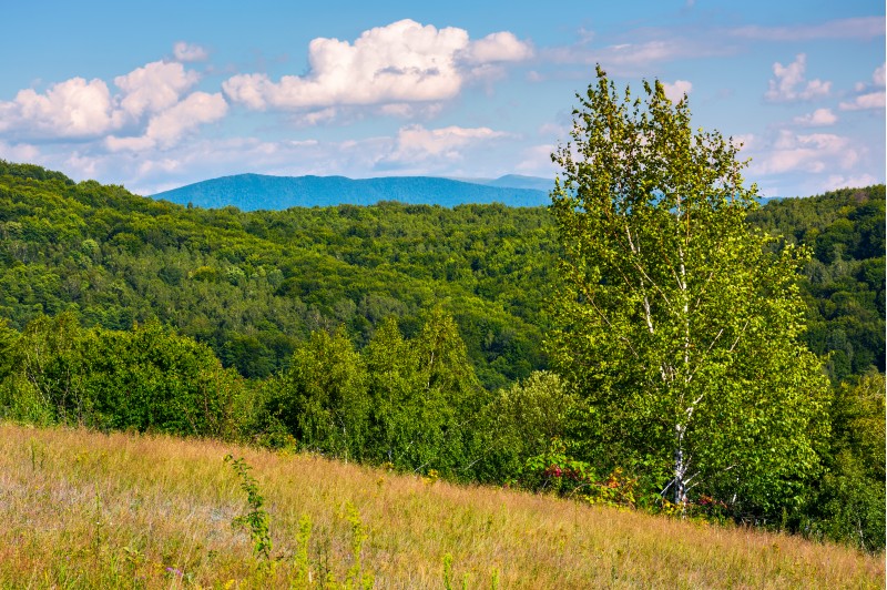 tall birch tree on grassy hillside in mountains. beautiful summer landscape in afternoon