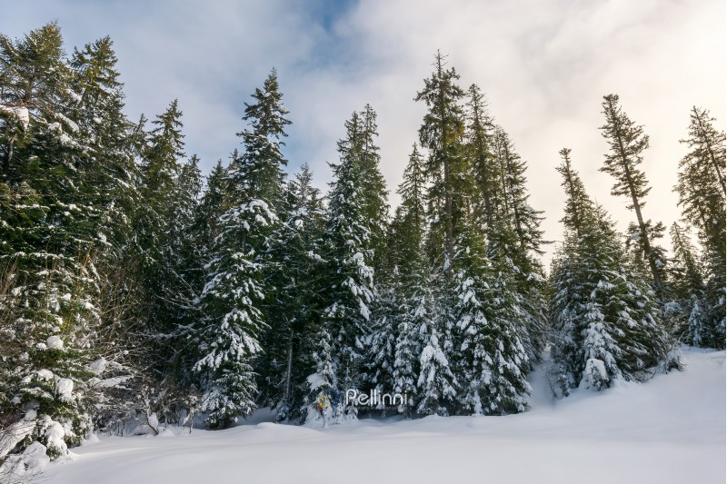 tall spruce trees covered with snow. beautiful nature winter scenery on an overcast day