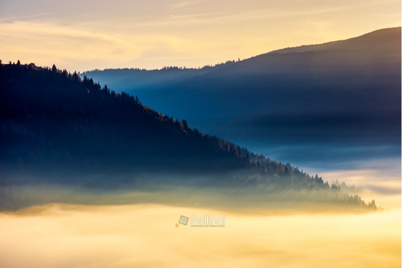 thick fog above the valley at sunrise. beautiful autumn background in mountains. lovely nature abstract scenery
