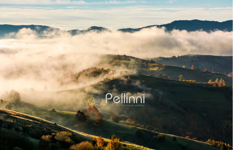 thick fog over the rolling hill in autumn. amazing mountainous countryside landscape at sunrise