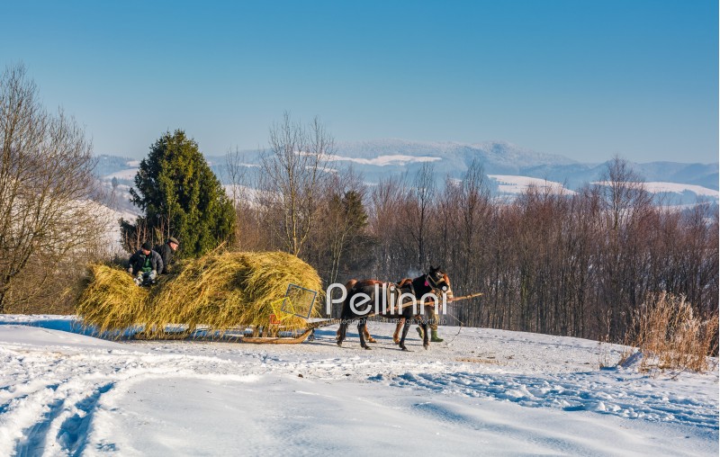 Pilipets, Ukraine - December 21, 2016: traffic in mountainous rural area in winter. cart with two horses loaded with hay slowly moves by snowy countryside road. beautiful high mountains in a distance
