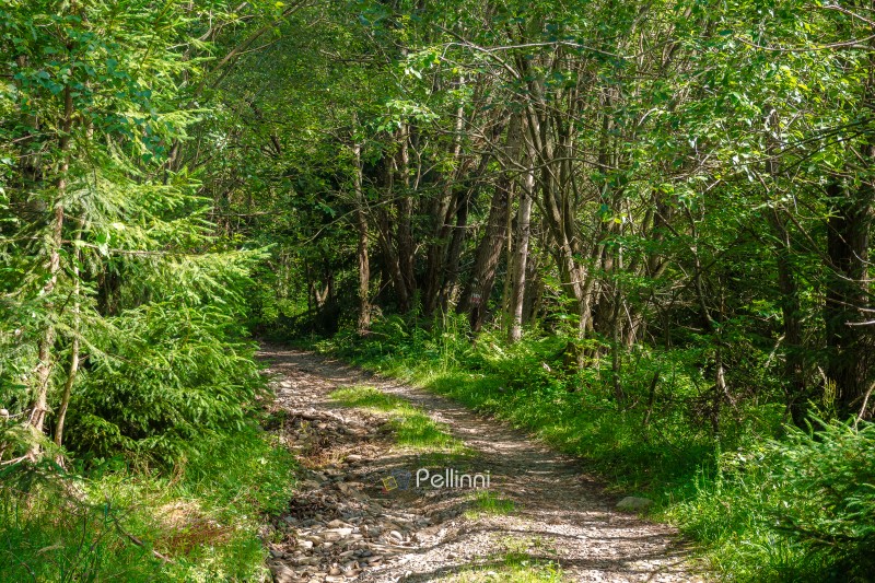 trail through the dense beech forest in summer. path in the shade of tall trees. nature green environment in dappled light. picture of remote peaceful scenery for carpathian ecology background