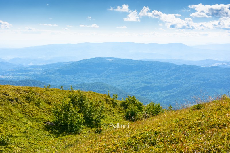 transcarpathia mountain landscape in summer. beautiful view of rolling green hills and alpine meadows in evening light. scenery with clouds on the blue sky. scenic nature background for travel