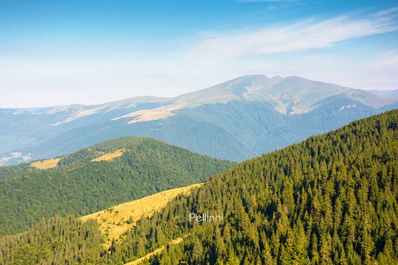 travel background of carpathian mountain landscape in summer. coniferous forest on the hillside in morning light. green hills of svydovets ridge in the distance. blue sky with fluffy clouds