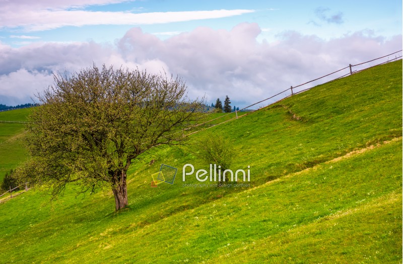 tree and a fence on a grassy hill. lovely springtime scenery in Carpathian mountains with cloud on a blue sky