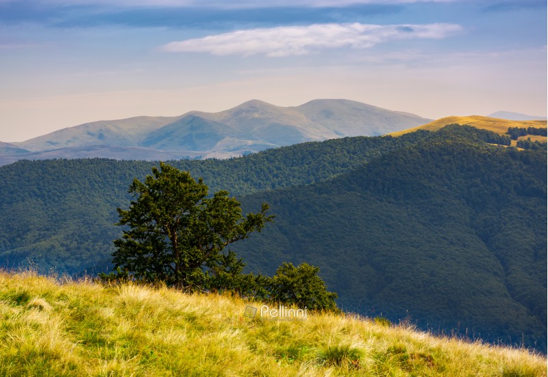 tree behind the grassy slope in high mountains. beautiful summer landscape with Svydovets ridge in the distance