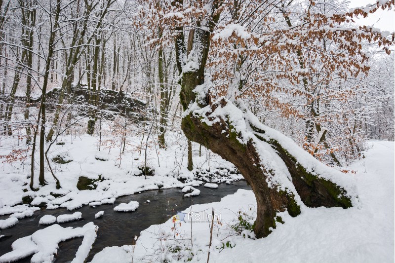 tree by the creek in winter forest. weathered foliage along the snow covered shore. beautiful nature scenery