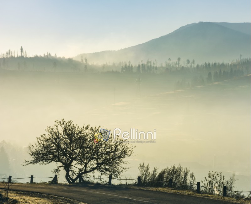 tree by the road on foggy sunrise in mountain. beautiful countryside scenery in late autumn