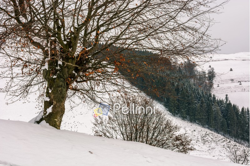 tree with red foliage on a hill side meadow covered with snow and spruce forest on the background