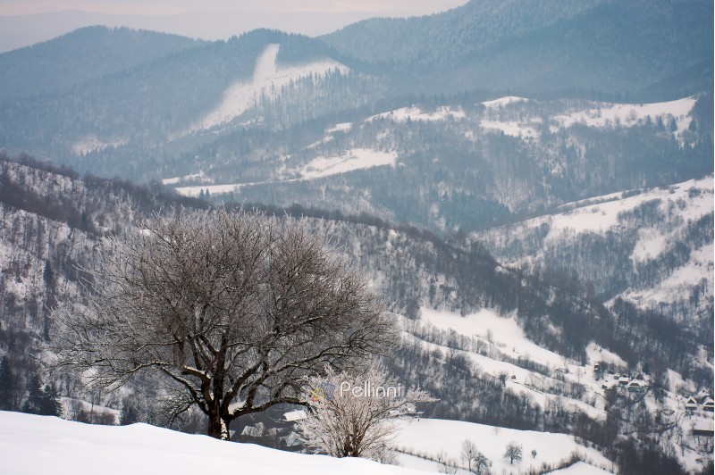 tree in hoarfrost on a snowy slope. beautiful winter landscape in mountains on a gloomy day