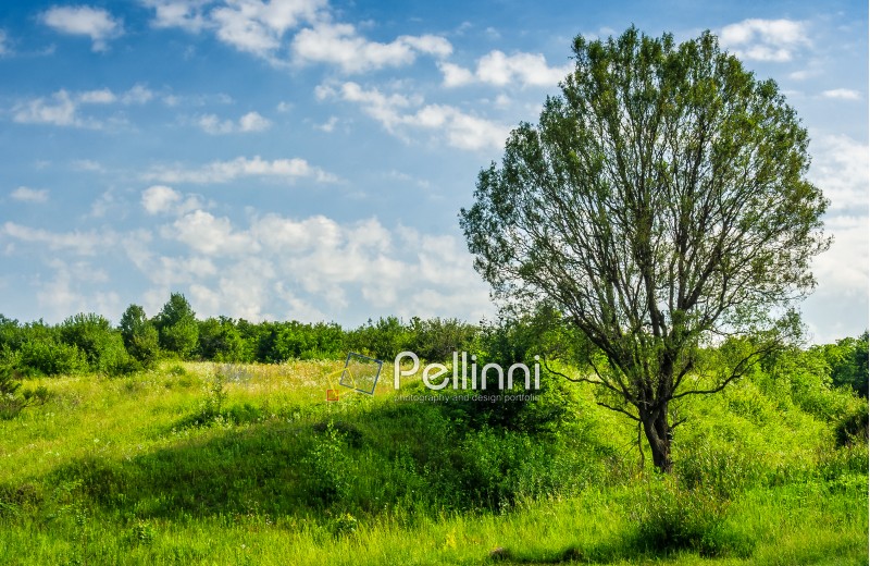 trees on a meadow in rural area on beautiful summer day