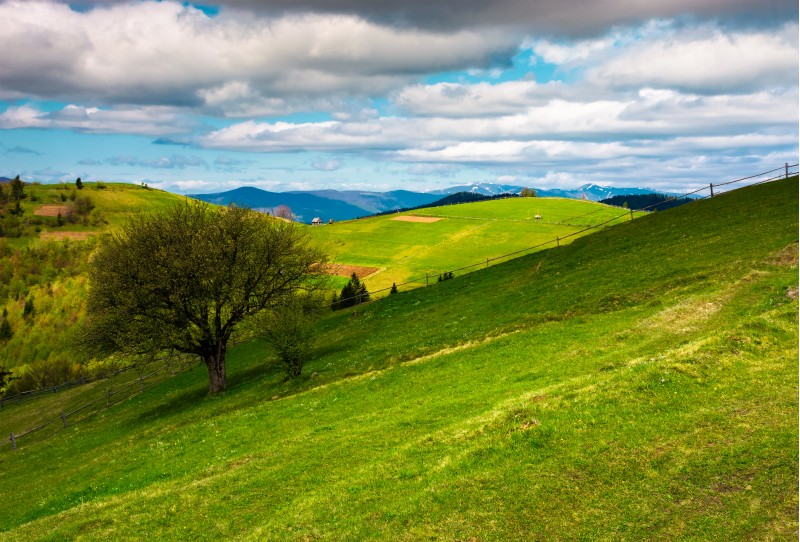 tree on a grassy slope of Carpathian rural area. beautiful landscape on a cloudy springtime day