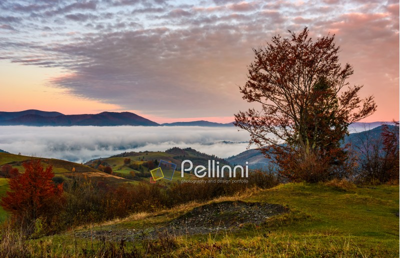 tree on a hump above the ridge and fog at sunrise. exquisite autumnal scenery in mountainous countryside landscape