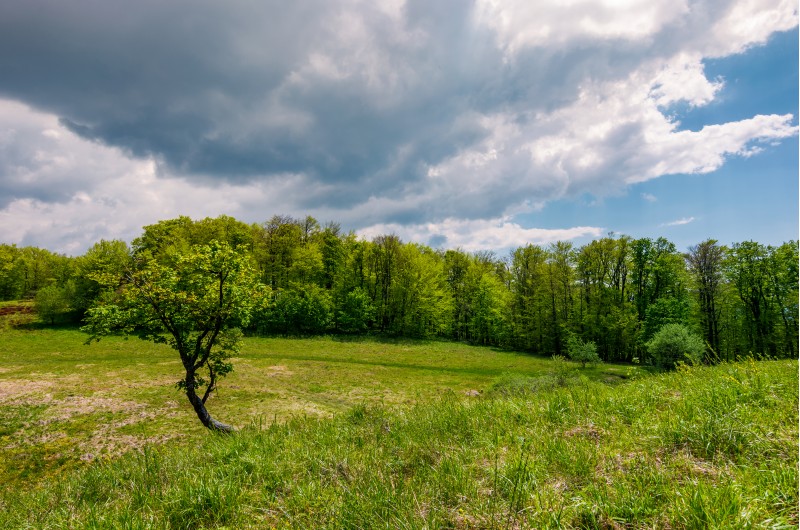 tree on a hump over the grassy meadow among the forest. beautiful nature scenery on a cloudy summer day