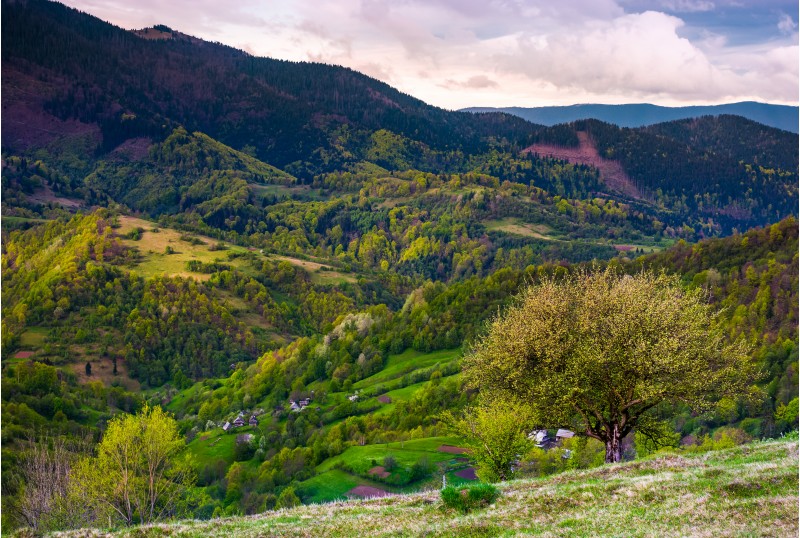 tree on grassy slope of mountainous rural area. Spring has sprung in Carpathian mountains. beautiful nature scenery on a cloudy day